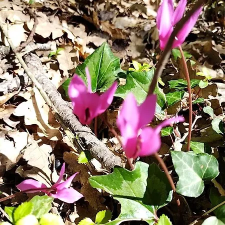 Casa Ponte Marchetto アパート *