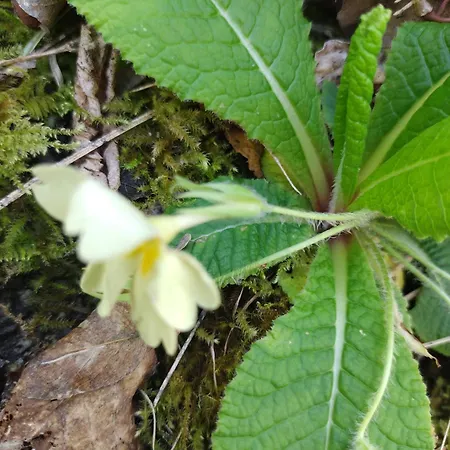 Casa Ponte Marchetto אסיסי