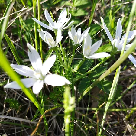Casa Ponte Marchetto דירה אסיסי